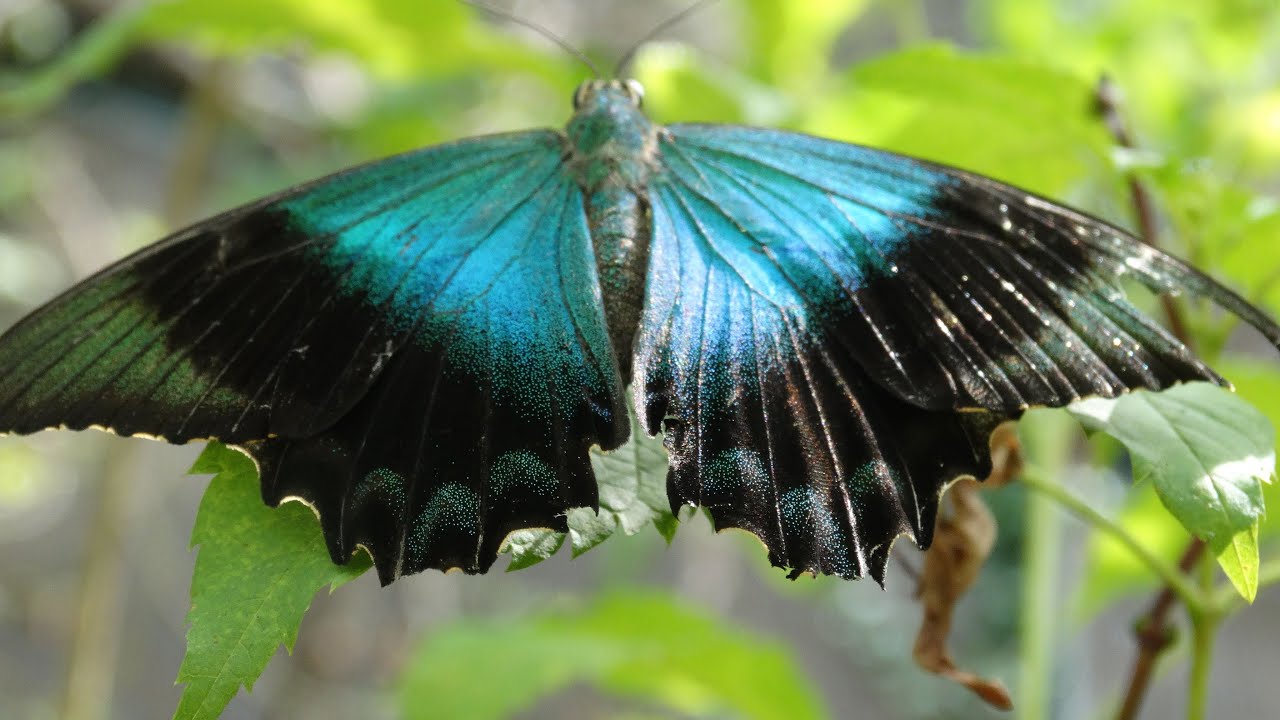 The Hypnotic Beauty of Butterfly Wings