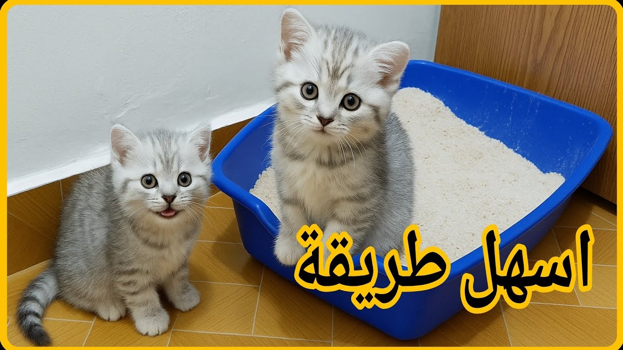 تعليم القطط دخول الحمام الرمل (الليتر بوكس) 💩 بسهولة؟ | دليل تدريب القطط على صندوق الفضلات 😸