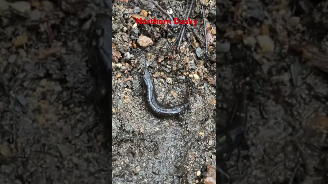 Northern Dusky Salamander in a seep 