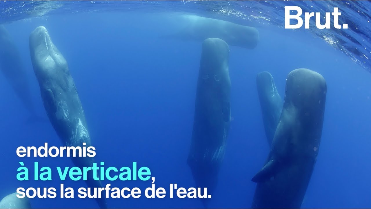 Comment dorment les animaux ?