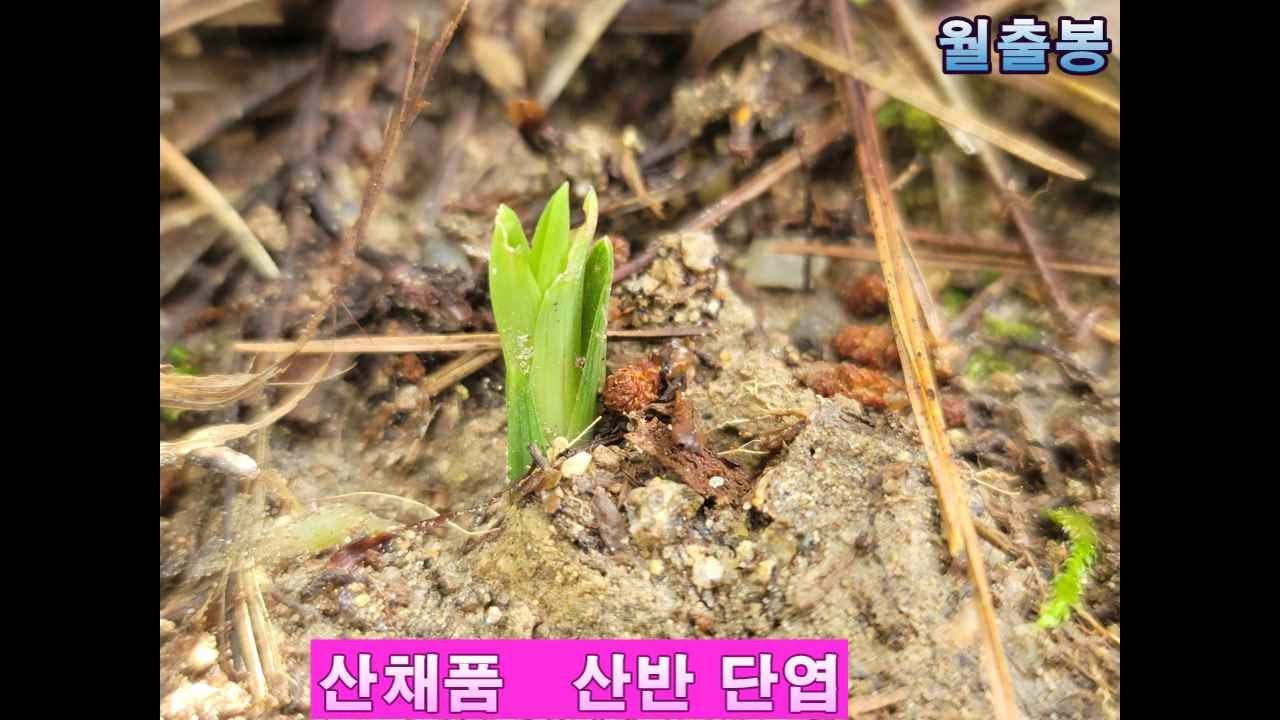 #산채 시즌  1탄  산반  단엽# 구독  좋아요 #  월출봉  산행
