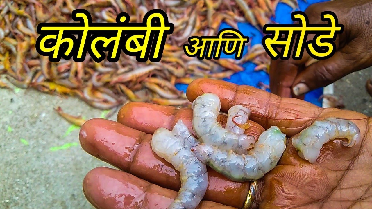 कोलंबी क्लीन करून त्यापासून सोडे कसे सुकवतात. नक्की बघा