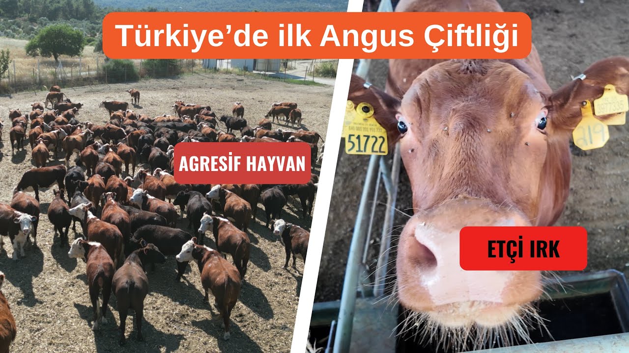 Türkiye'de İlk Damızlık Angus Çiftliği | Angus bakımı nasıl yapılır? | Angus rasyonu