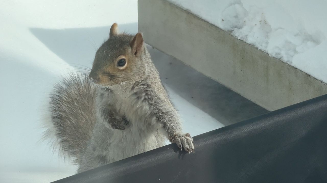 Ep. 12 - life of squirrels