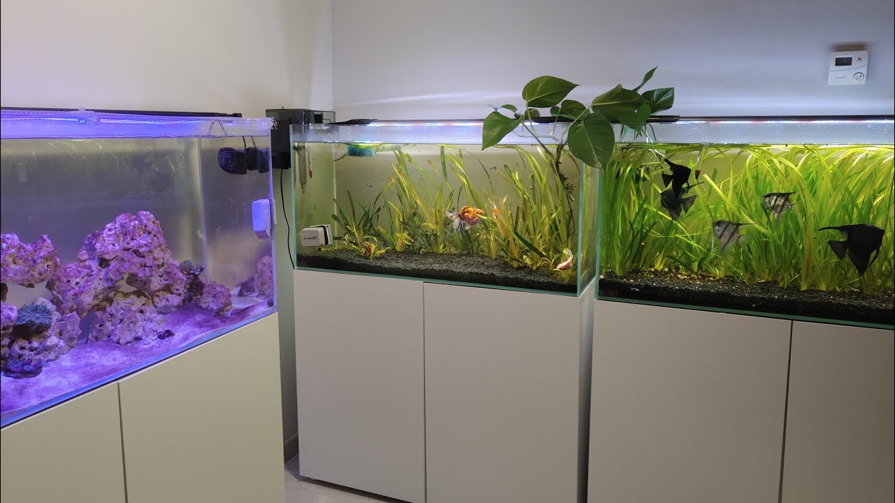 🐟 Como van los 3 acuarios de 200 litros de casa ( Goldfish , Escalares y Marino )