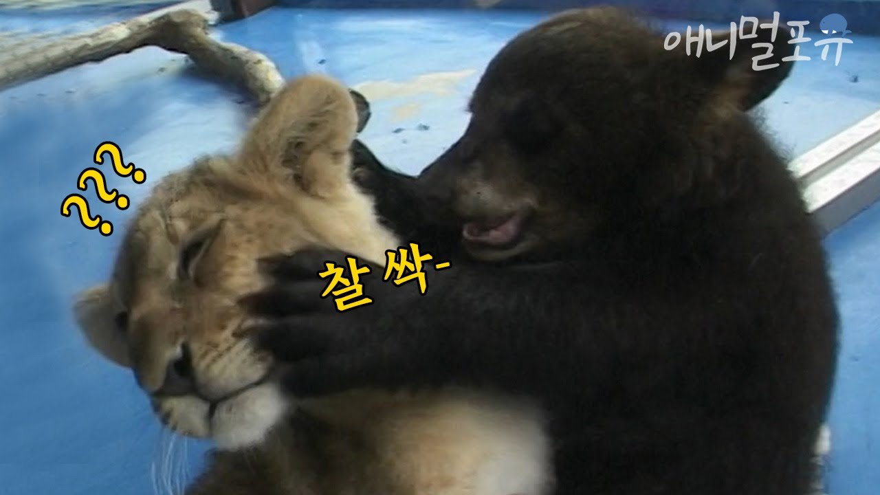 사육사가 자리를 비우면 난리가 납니다... 아기곰과 아기 사자의 귀여운 동거😘 l KBS 주주클럽 050703 방송