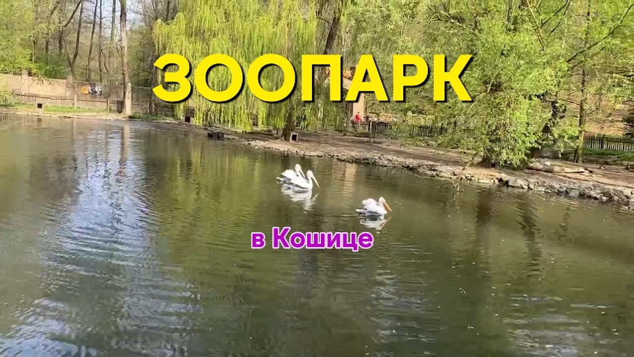 Зоопарк Кошице#путешествия #словакия #зоопарк