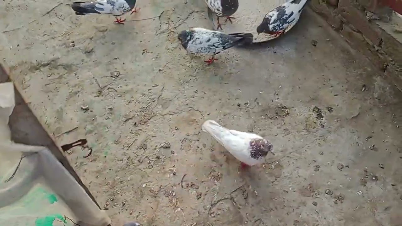 New Vlog 1|niazipigeonclublahore|Majbore hua kr kadami uthaya|Kabooter 