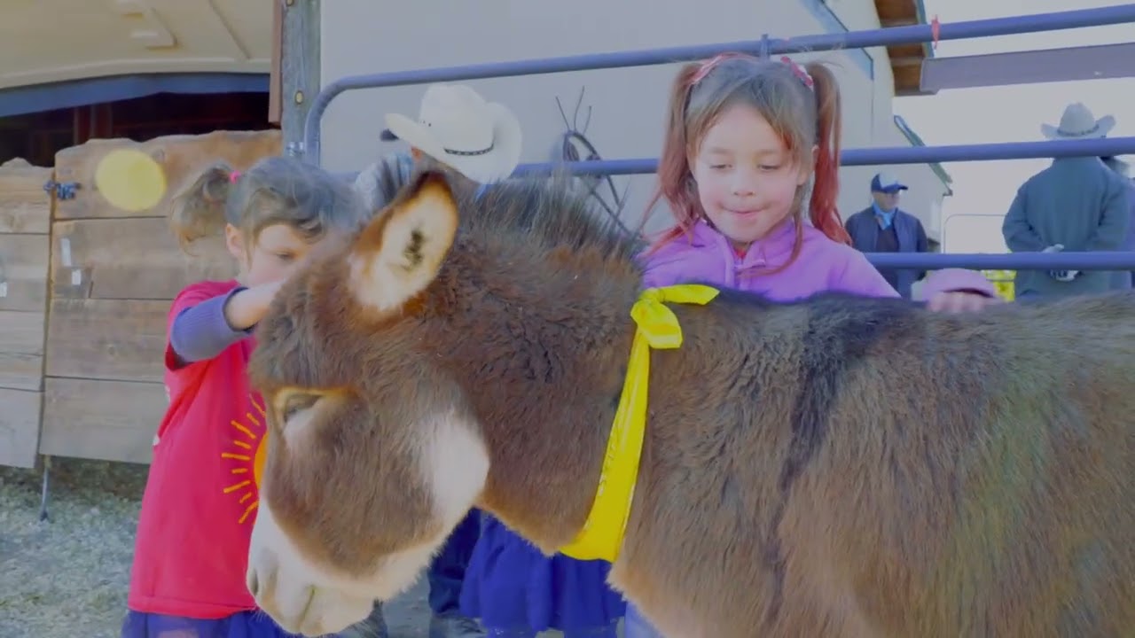 Mini Donkey Day!