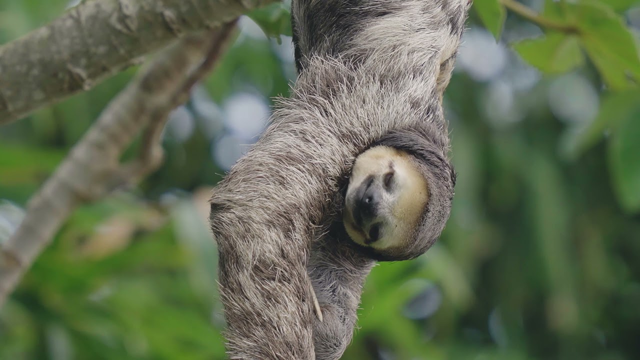 WILDLive Expéditions Guyane : Paresseux