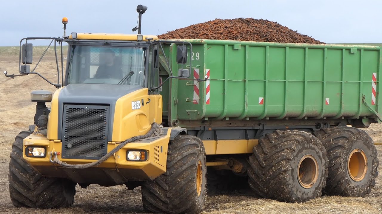 Bell B25D Dump-Truck in the field carrying containers filled with Carrots | Danish Agriculture