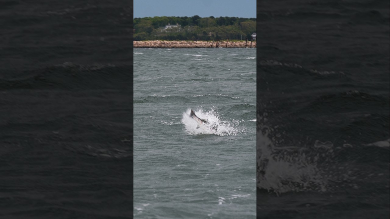 Topwater Action: Striped Bass Hitting the Doc 