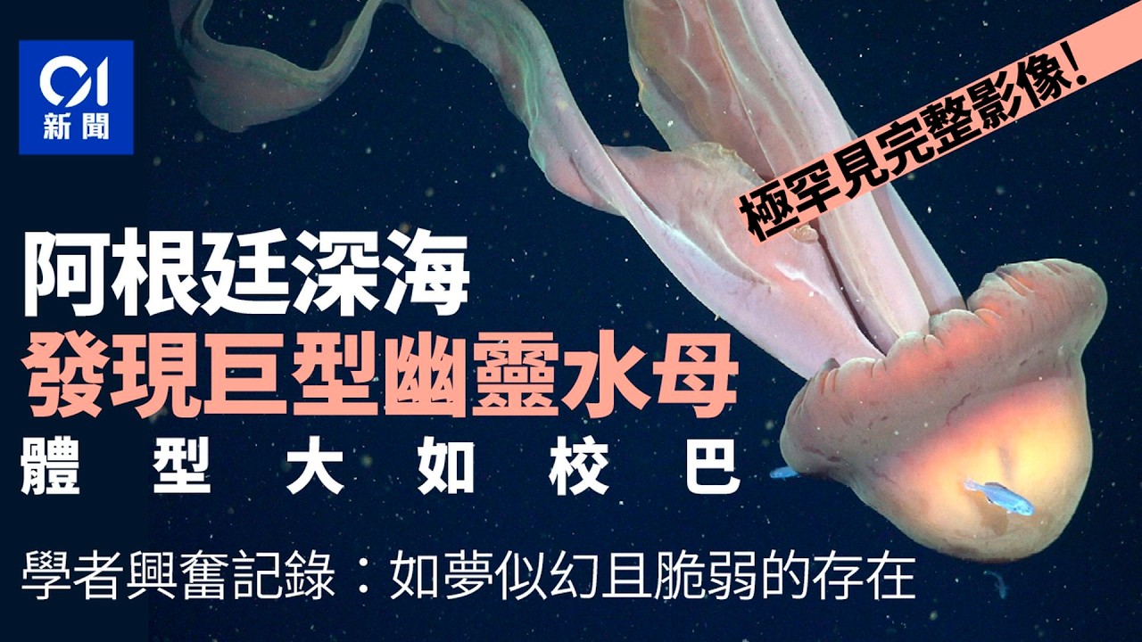 【01秒看新聞】阿根廷深海驚現「巨型幽靈水母」　體型大如校車　極罕見畫面曝光｜01新聞｜科研｜海洋｜生態｜科學｜大水母