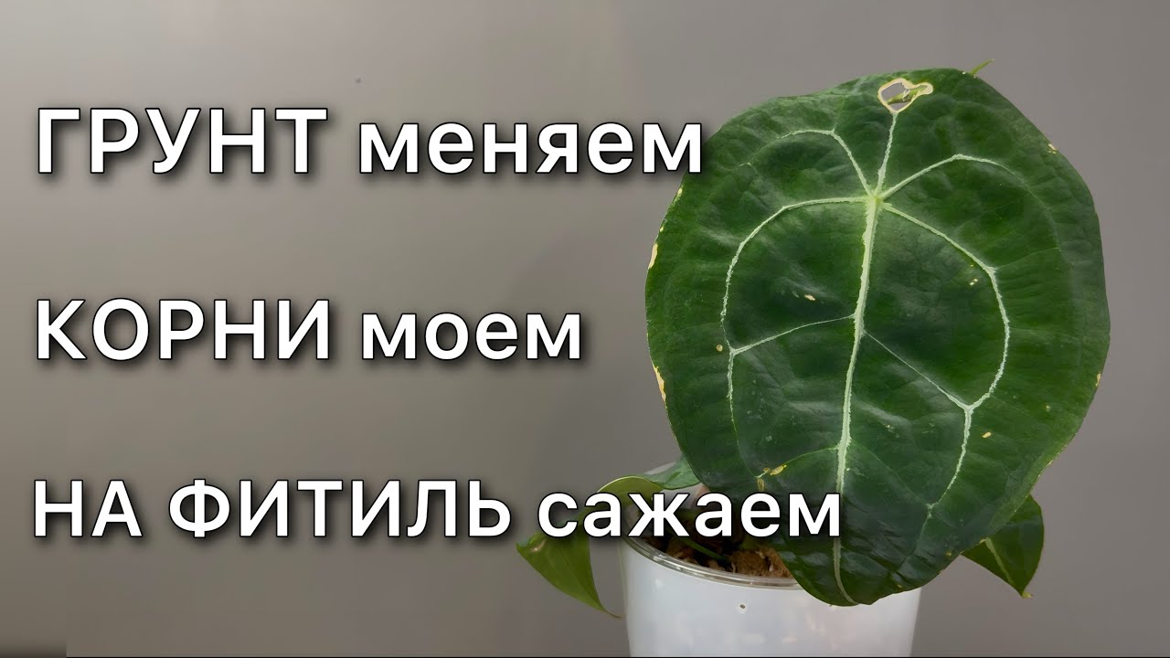 Пересадка С РЕЗУЛЬТАТОМ Антуриум Форгети АДАПТАЦИЯ к комнатным условиям Anthurium Forgetii