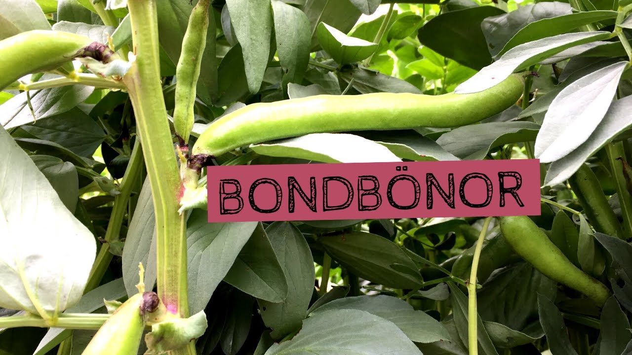 BONDBÖNOR - Få en tidig skörd av bönor genom att odla bondbönor i din trädgård