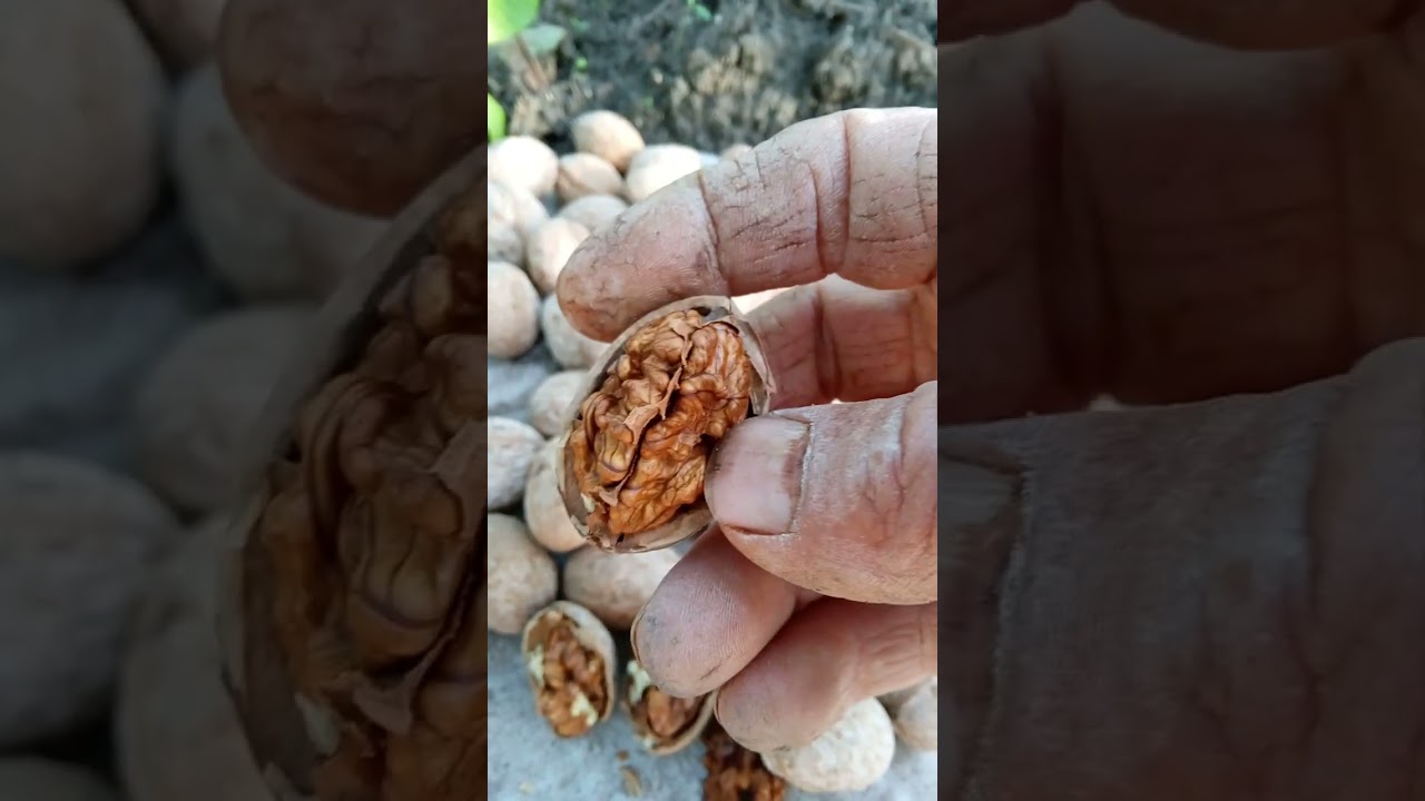 @ٱسوء وأفضل أنواع الجوز عين الجمل وميزات التخزين والاكل والتسوق والزراعة شاهد للآخر حتى تستفيد 