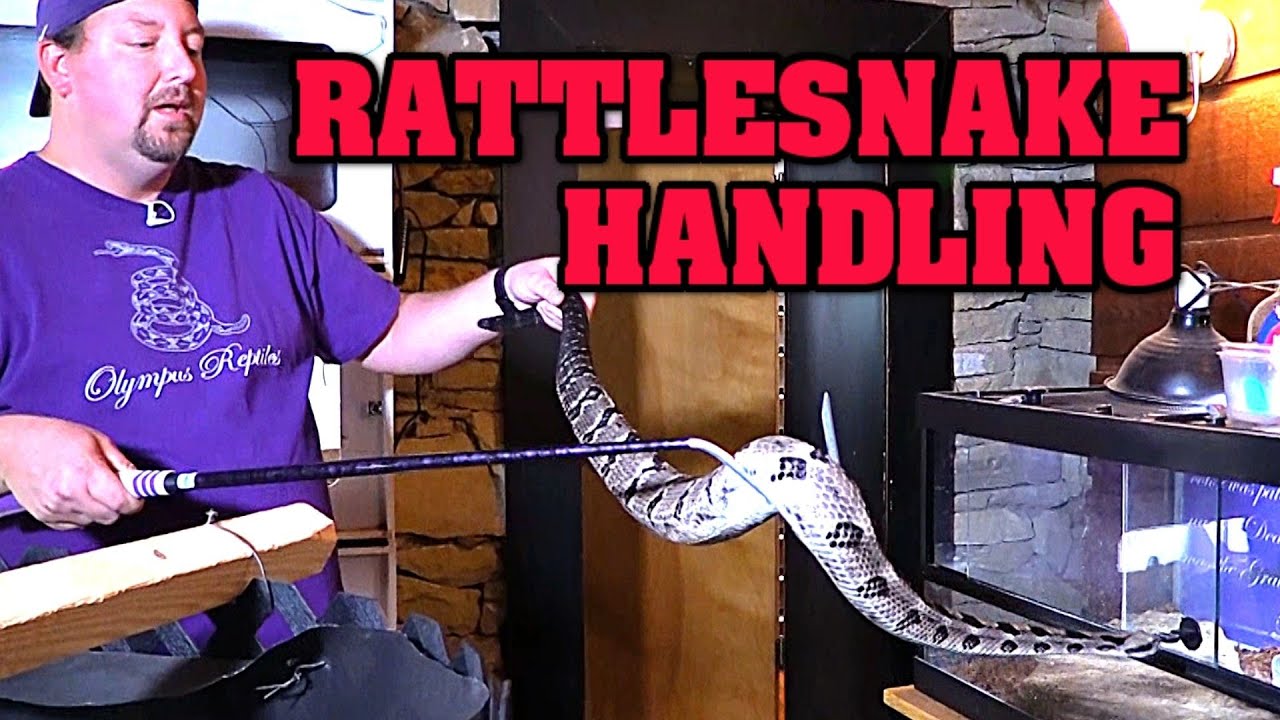 HUGE TIMBER RATTLESNAKE!  Hear why we love him, and why to NEVER KEEP A FEMALE FROM THE WILD!!