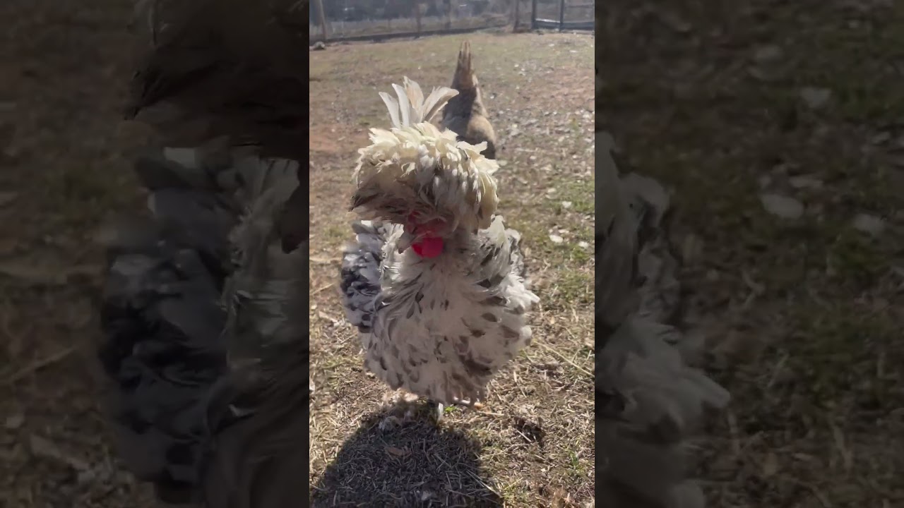 I just love this splash frizzle #polishchickens #chickencoop #chickens #rooster #henchicken #birds