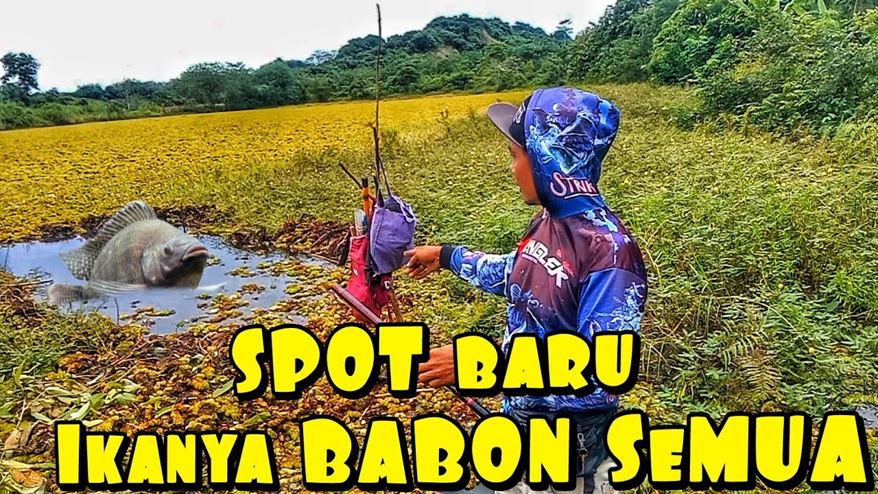 SPOT KALI INI BENER BENER ISINYA BABON SEMUA ‼️#mancing #fishing #berandayoutube
