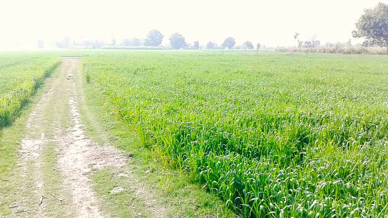 Basic Punjabi Dilect / Jhangochi / Jatki / Shah puri / Charda te lehnda Punjab پنجابی مڈھلا لہجہ