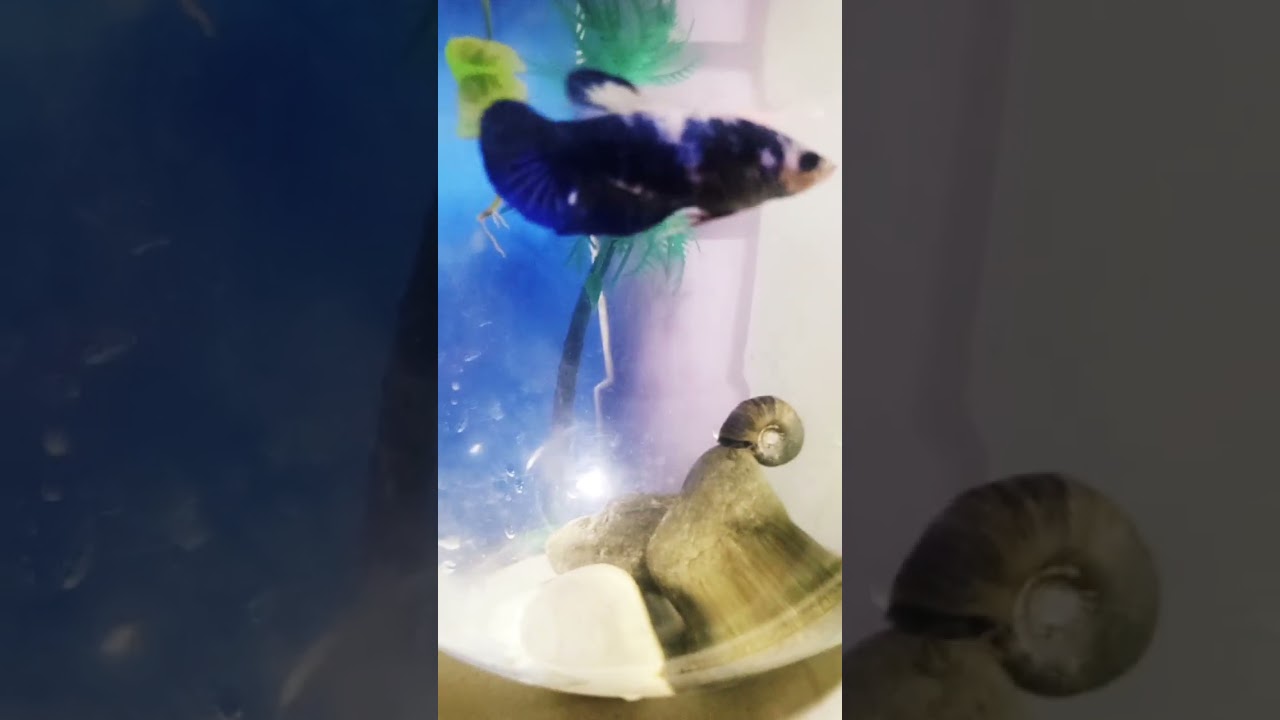 Miren a mi Beta hembra🤍💙💜