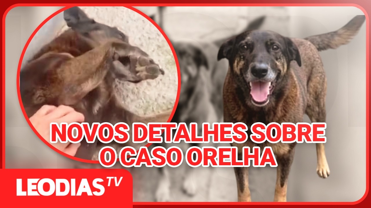 ABUSO E MAUS-TRATOS: CASO ORELHA GANHA NOVOS DESDOBRAMENTOS NA INVESTIGAÇÃO