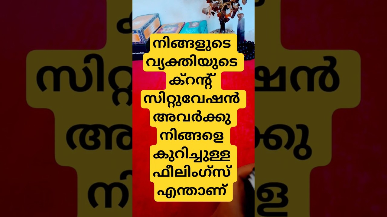 🙏  Your person&rsquo;s current situation & their feelings about you#tarot #oracle  Timeless malayalam 🙏
