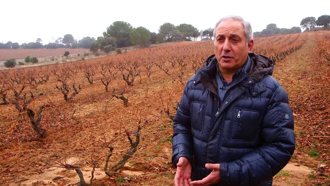 ¿Qué vio Juan Luis Cañas en Ribera del Duero? - Todovino.com