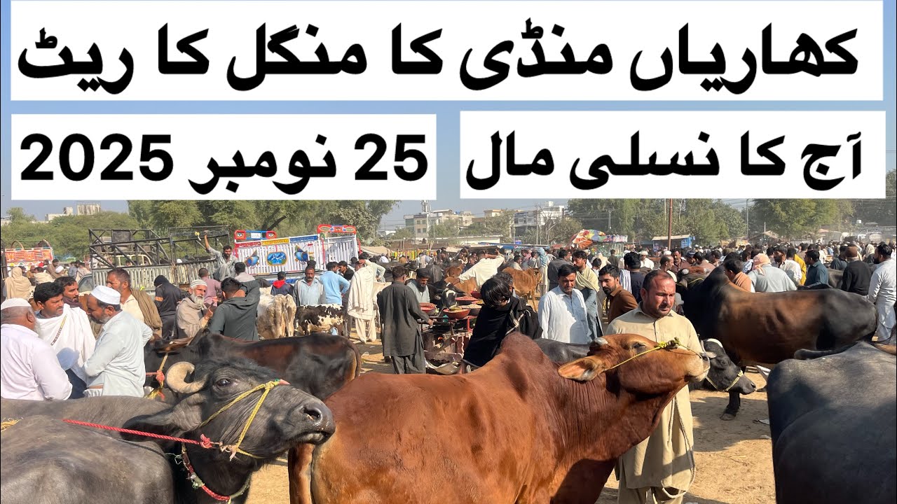 Kharian Mandi ka Nasli Maal | 25 Nov 2025