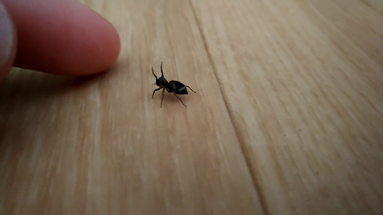 ハエトリグモさんが何か主張してた　Complaining Spider