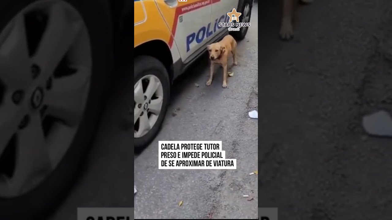 Caramelo protege tutor de ser preso e vai junto #shorts