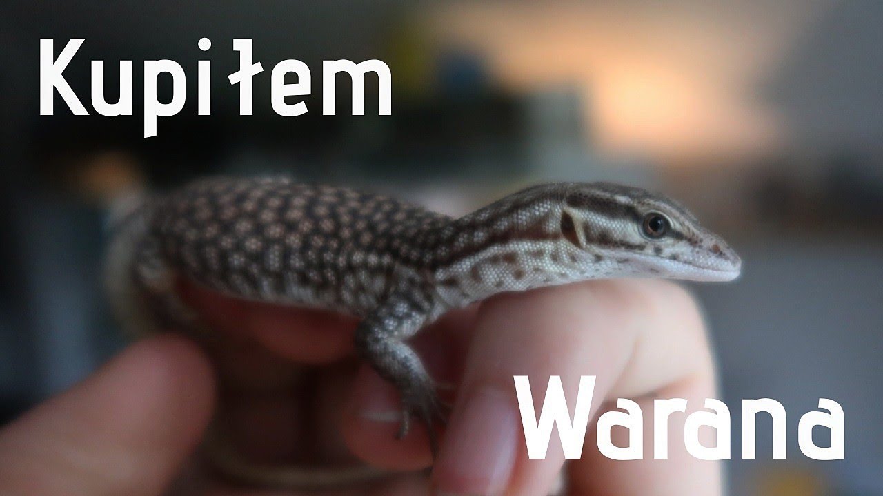 A więc... Kupiłem WARANA
