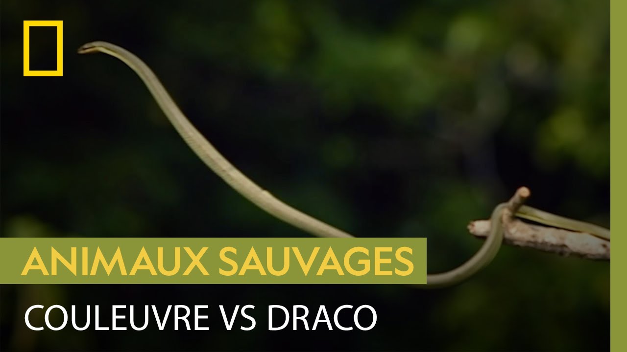 Course-poursuite haletante entre une couleuvre et un draco