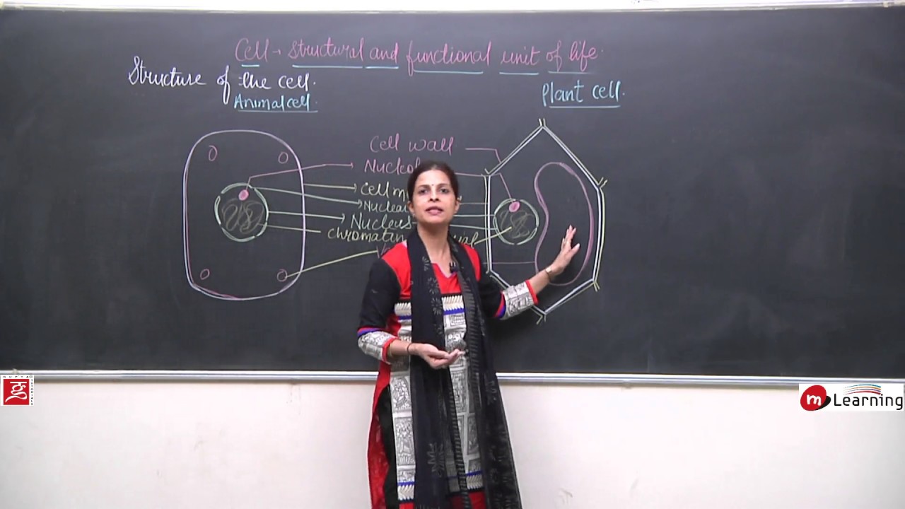 Cell Structure & Function for Class 8th - 03/11