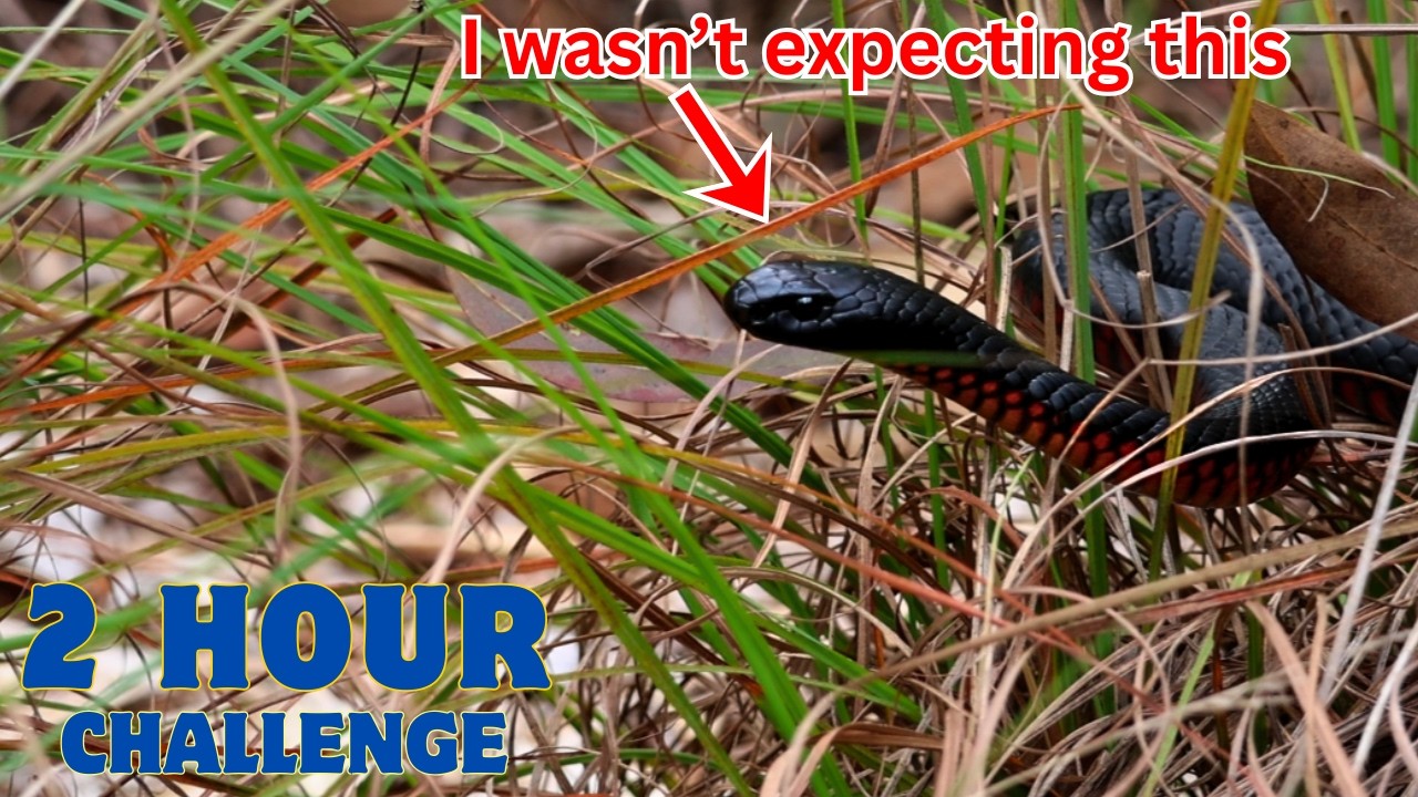 2 Hours Photographing Wildlife — What Did I Find?