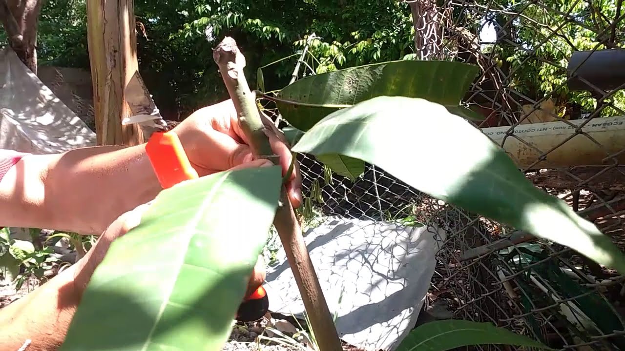 Cómo injertar un arbol de Mango | Tu Profe TV