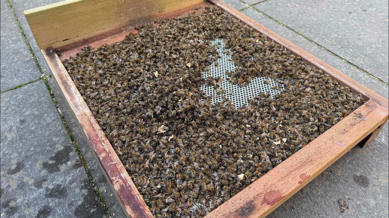 Doodsoorzaak bijenvolk onderzoeken