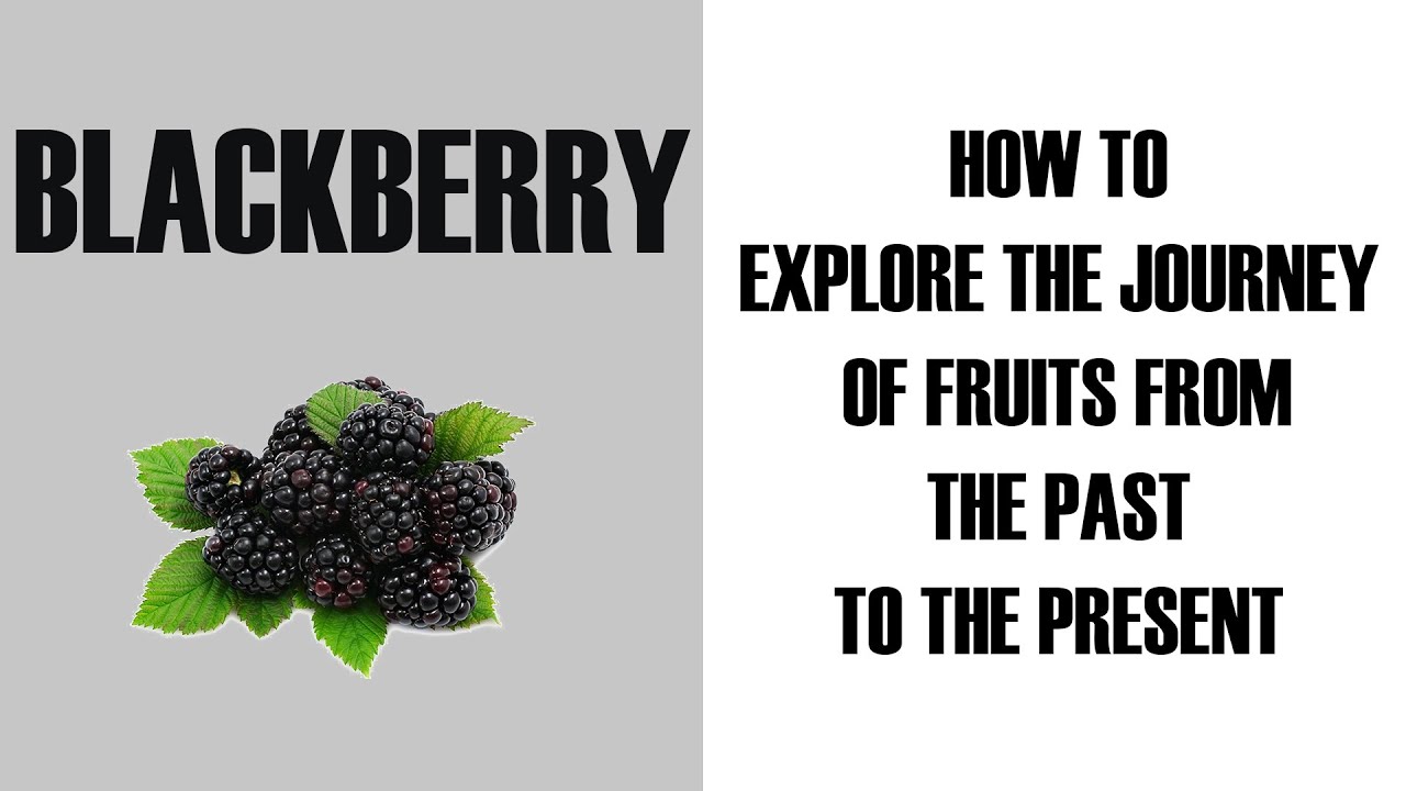 BLACKBERRY : A Fascinating Journey from History to Today, with Its Flavors and Secrets!