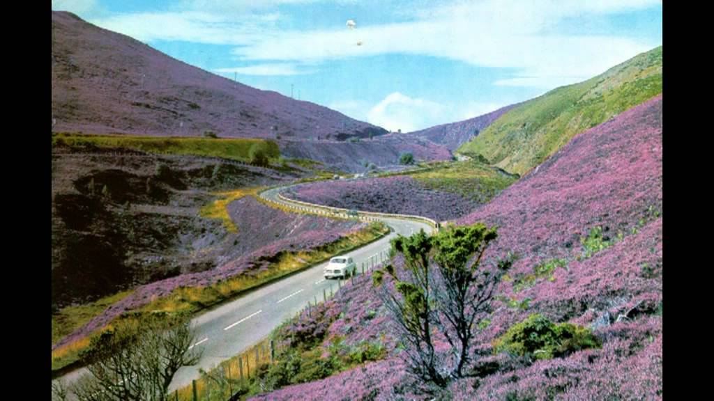 Heather: the making of a weed