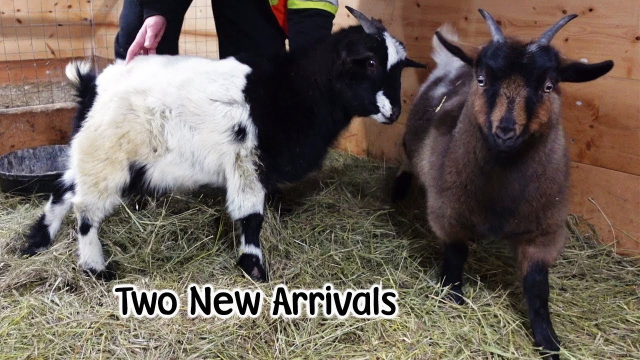 Cold Start to 2022 - Two New Arrivals With Possible Spastic Paresis