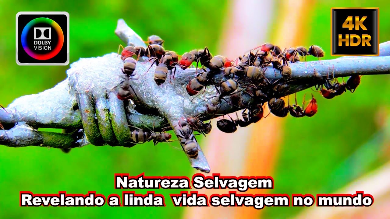 Natureza Selvagem Revelando a linda  vida selvagem no mundo 4K HDR