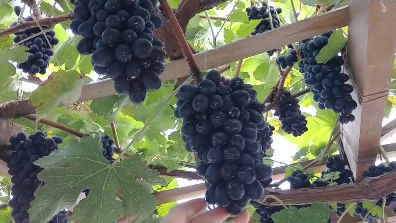 BRS Vitória pré colheita