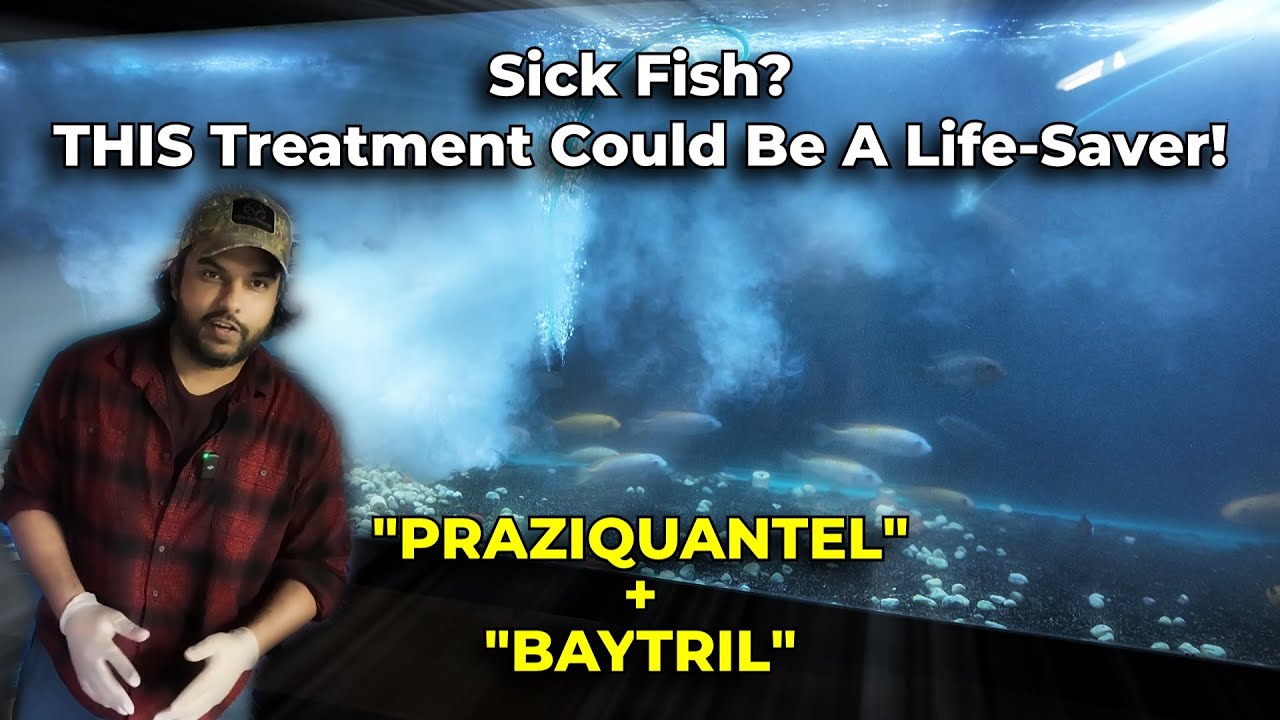 The ULTIMATE CURE for Sick Fish (Works Every Time!)