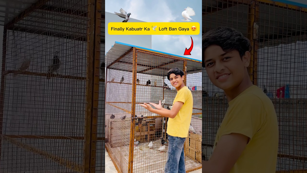 kabotaro ka naya loft ban gaya 😍 #minivlog #vlogs