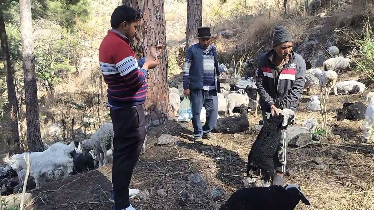 Sheep and Goats treatment Diarrhea 