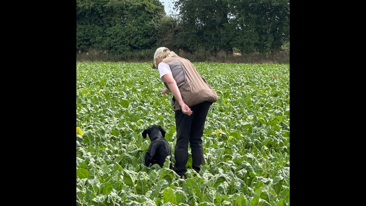 Sugar beet training with young dogs