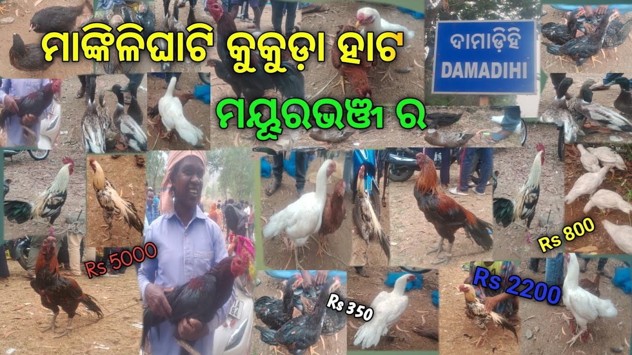 ବିଦେଶୀ+ଦେଶୀ କୁକୁଡ଼ା ଏଠି 😱 Manklighati Hata🔥 ପାହାଡିଆ କୁକୁଡ଼ା 🐓🐓// Mayurbhanj / #Mr Tushar Vlogs 