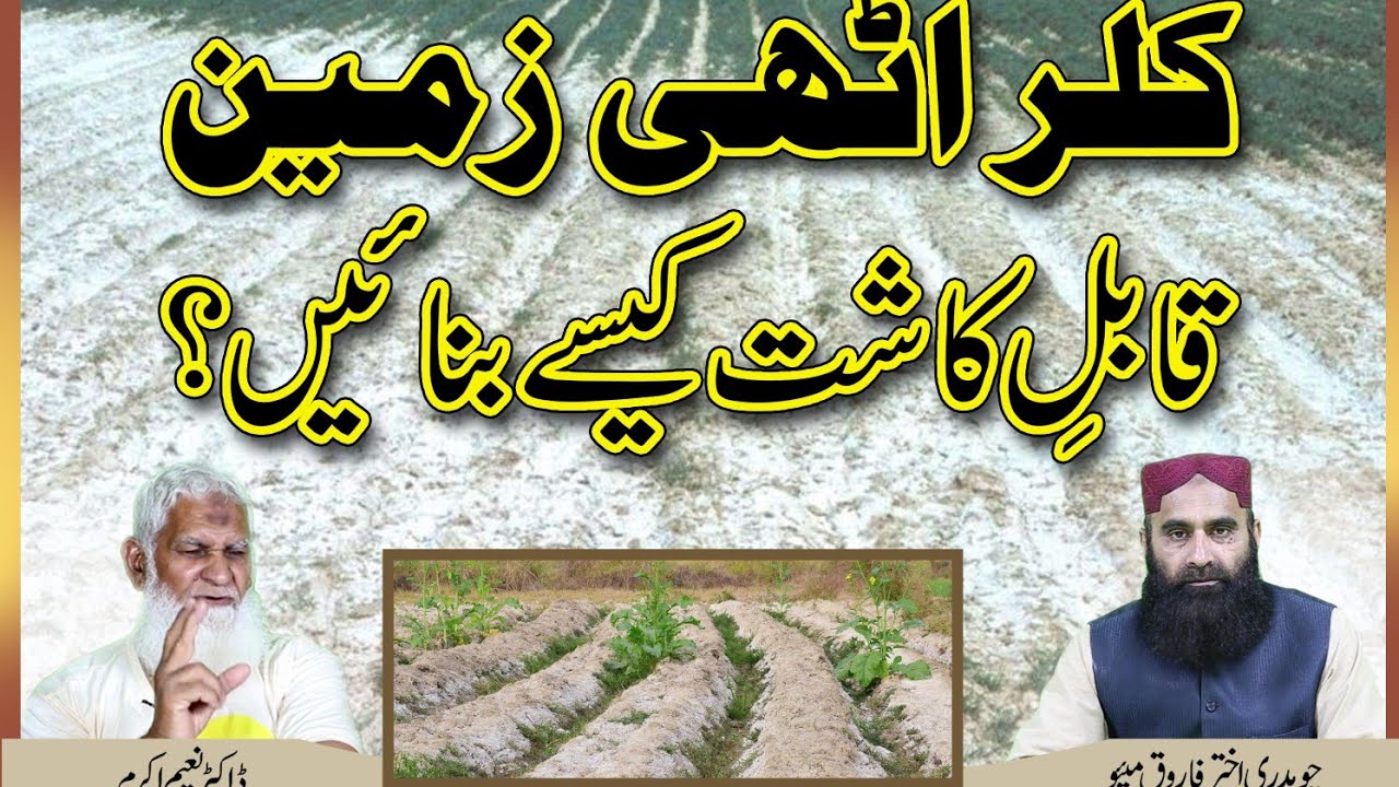 Saline soil Treatment | Crops Cultivation in Saline Soil | Nida E Kisan TV | Urdu - Hindi