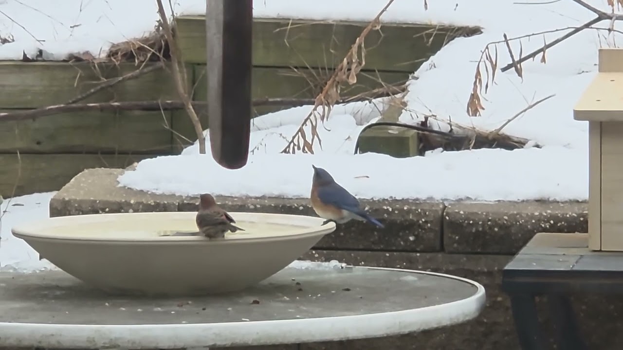 Bluebirds in January (10° F)