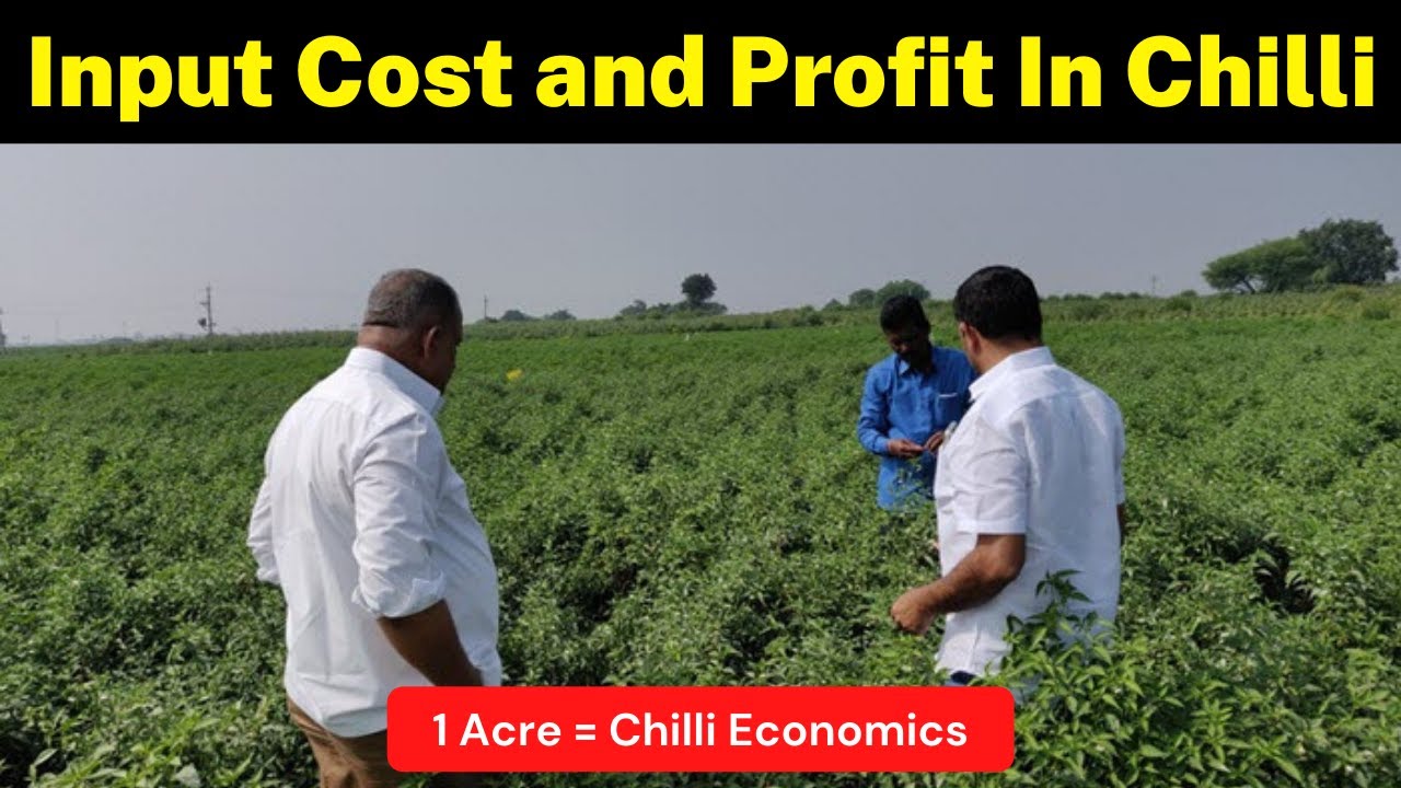 Total Input Cost and Profit In Chilli Cultivation (1 Acre) | Chilli Farming | Krishi Network